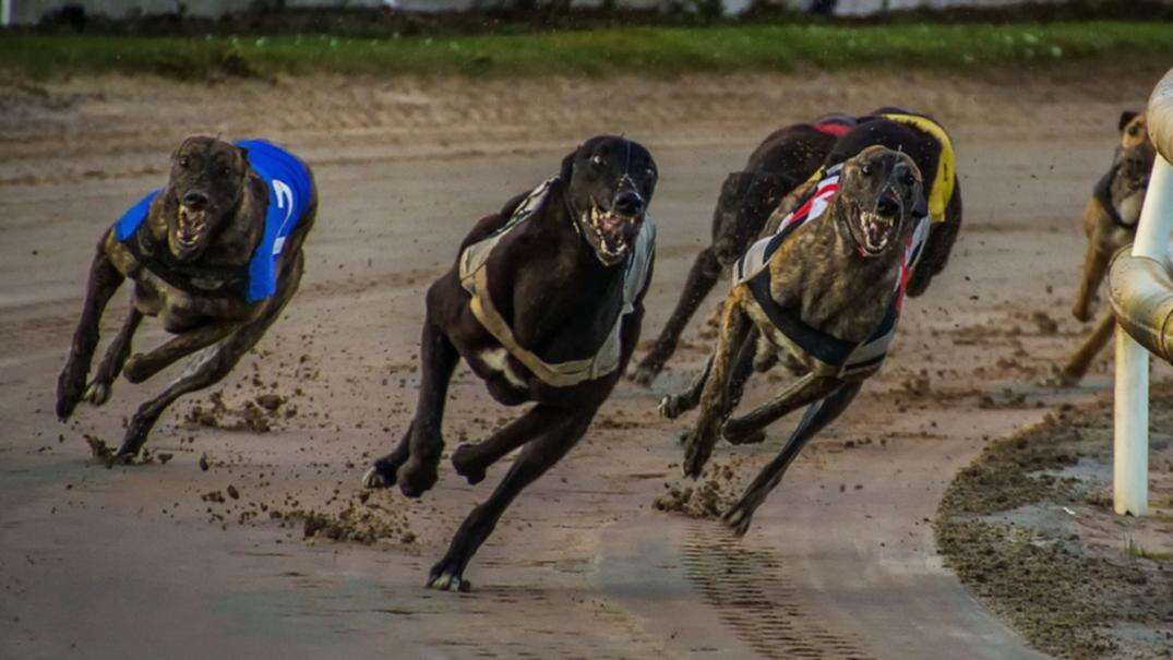 WA’s main greyhound racetrack to close for months