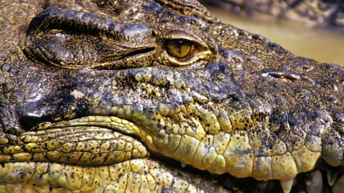 Horror details emerge after croc attack