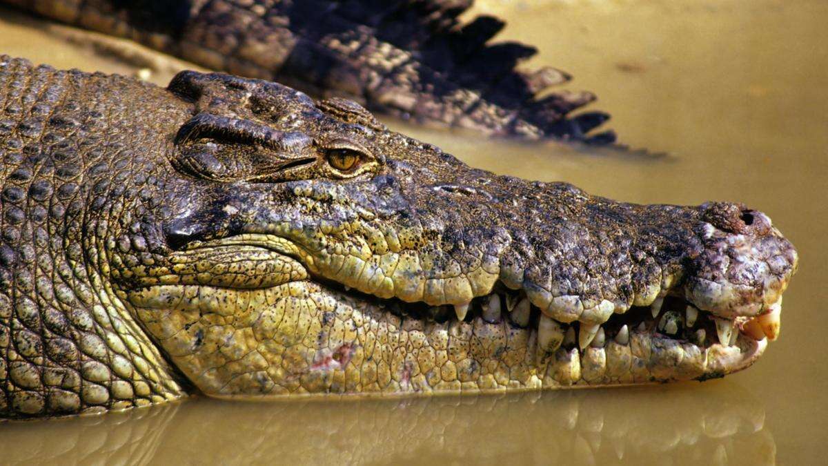 Man taken by croc while with wife, kids