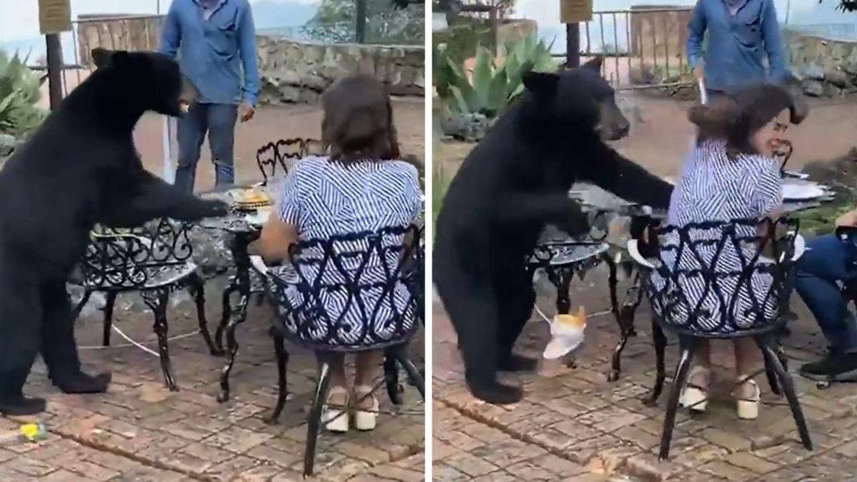 They were enjoying a lovely meal ... then a BEAR joined them