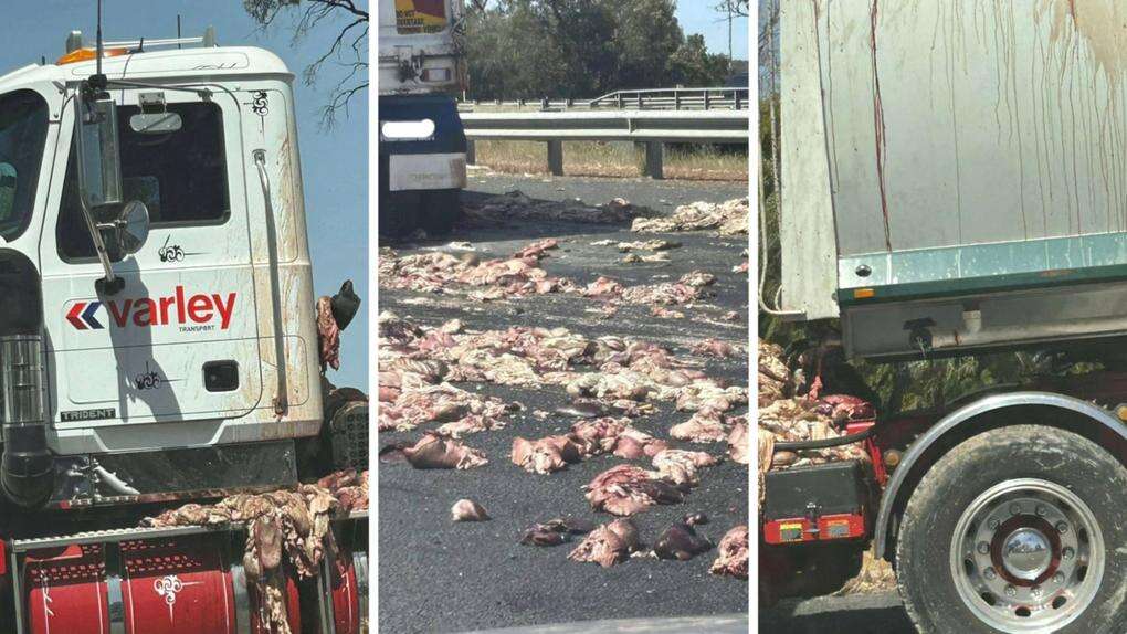 Meat spillage from truck sends WA highway into chaos