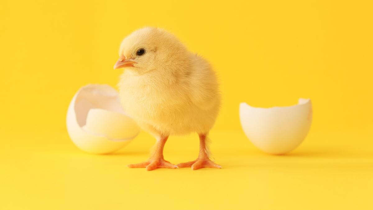 Scientists finally crack age-old chicken or egg question