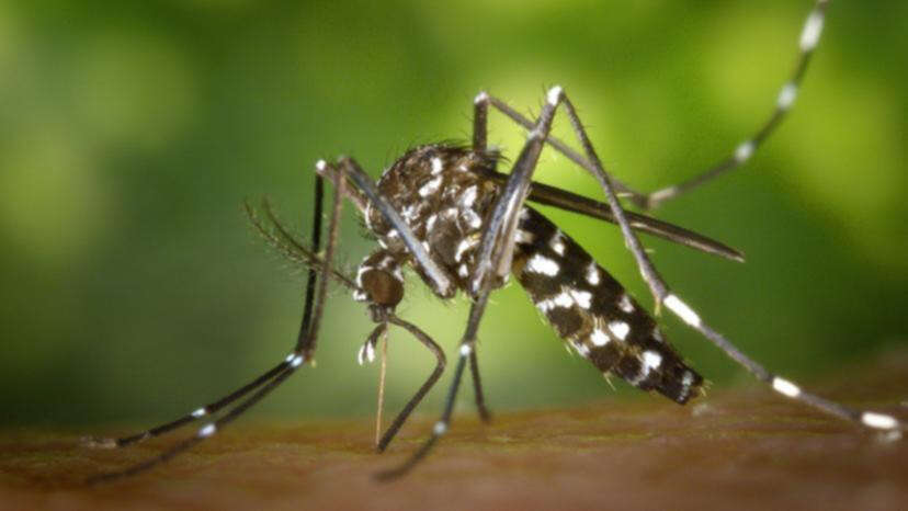 Upcoming mosquito season could be the worst in years