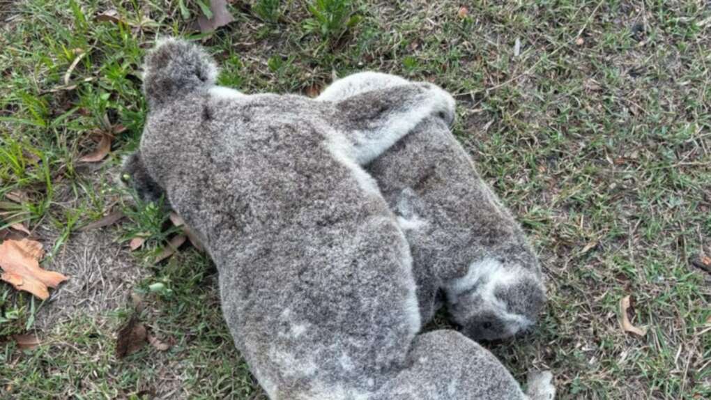 Heartbreaking image of mother and baby koala prompts urgent plea