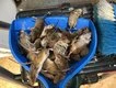 Mouse 'napalm' knocked back by authorities