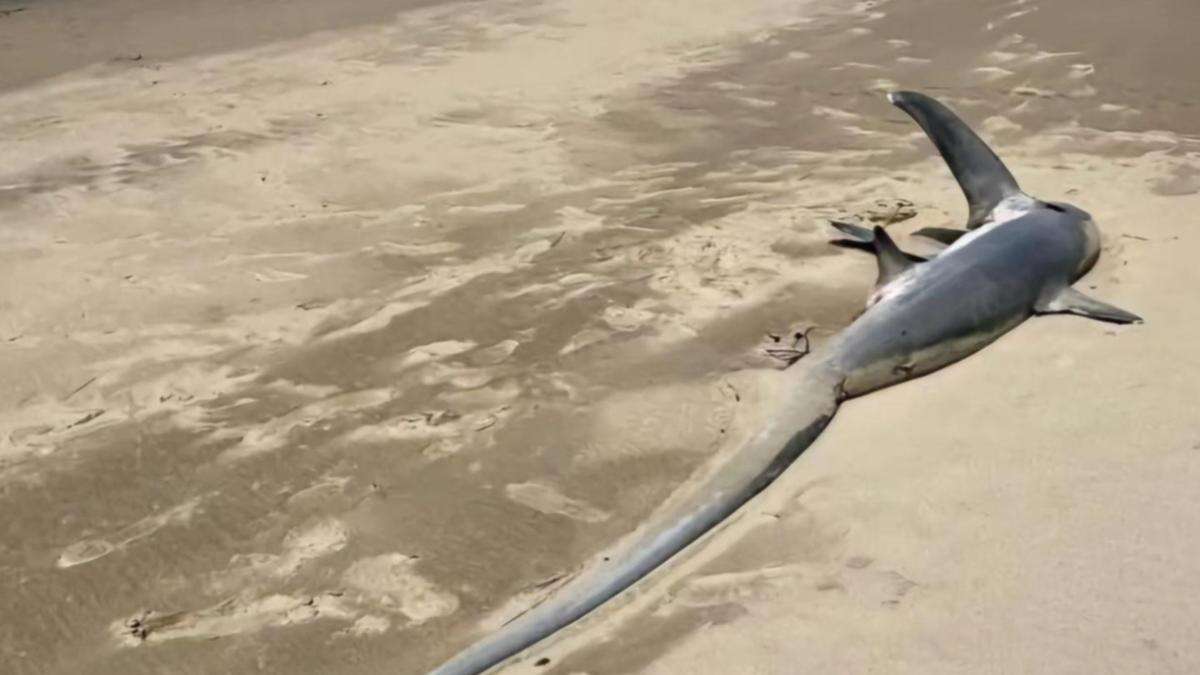 Bizarre find on popular Aussie beach