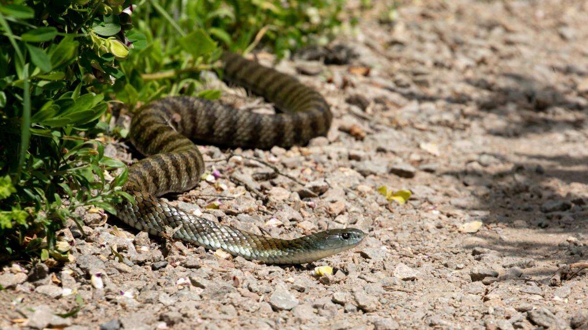 Tiger snake terrorises driver on busy Melbourne freeway