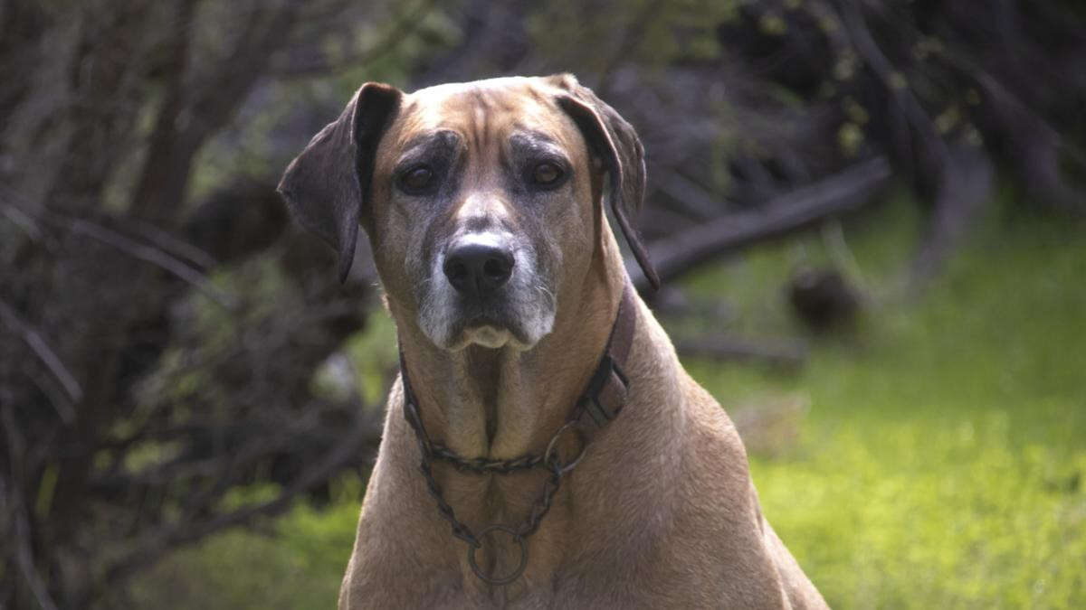 Plans underway for new playground, dog park in South West