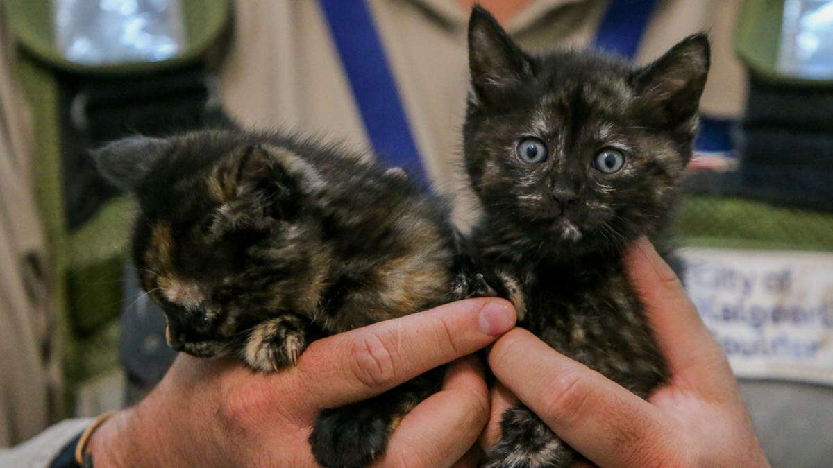 Kitten boom leaves linflux of cats seeking new forever homes