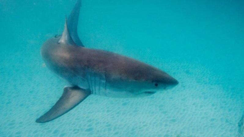 WA beach reopens after body boarder bitten by shark