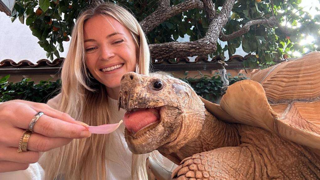 TikTok star Tiptoe the Tortoise escapes wildfires in California