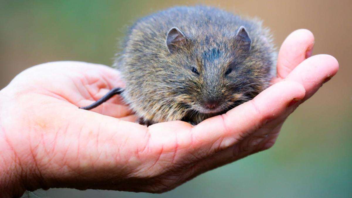 Huge milestone towards saving pygmy wombat from extinction