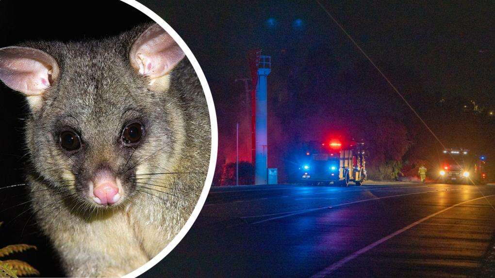 Possum strikes power for second time sparking grass fire