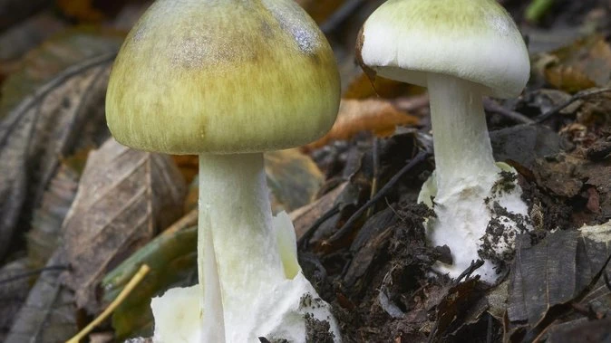 Health alert over deadly mushroom