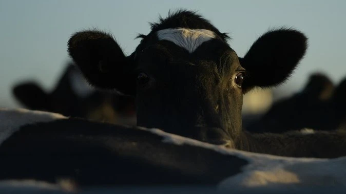Frozen semen and embryos found amid hot cattle caper
