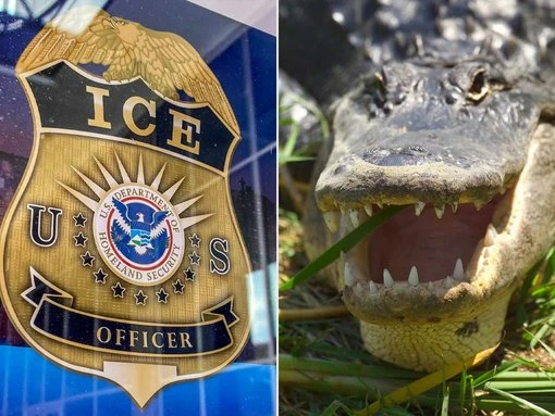Unusual building plan for alligator infested swamp unveiled
