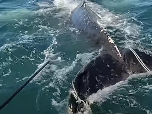 Dramatic moment entangled whale freed