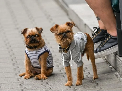 Many Brits pull sickies to look after their dogs