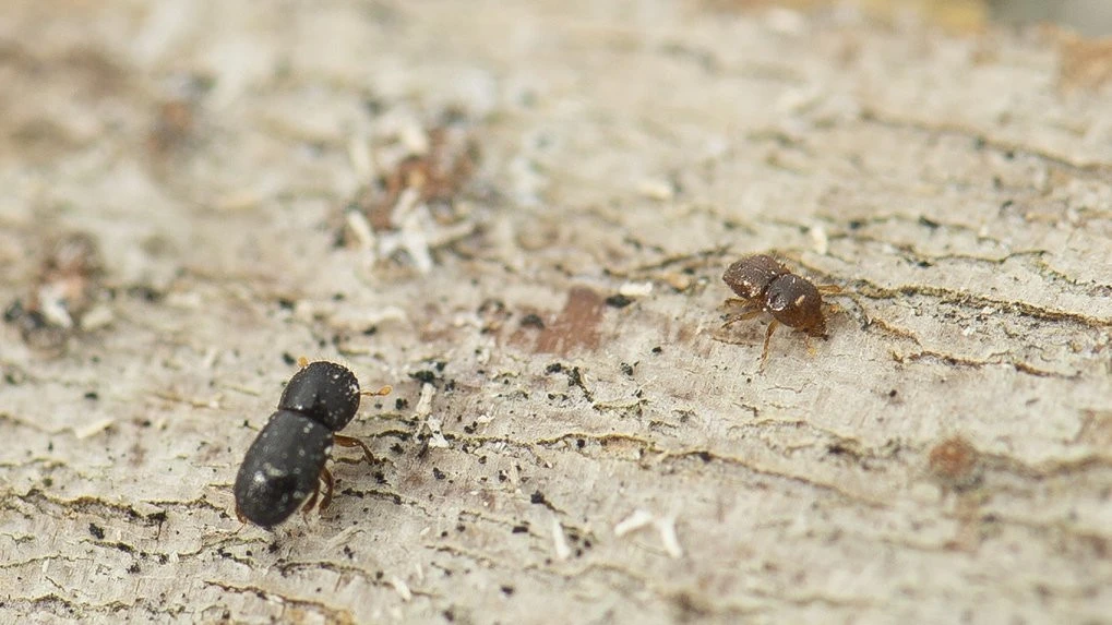 Wanneroo reports first case of destructive shot-hole borer