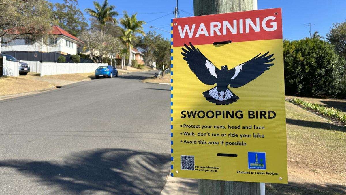 Horror moment as magpie season kicks off