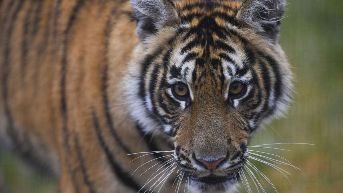 Horror as tiger mauls woman at Dreamworld