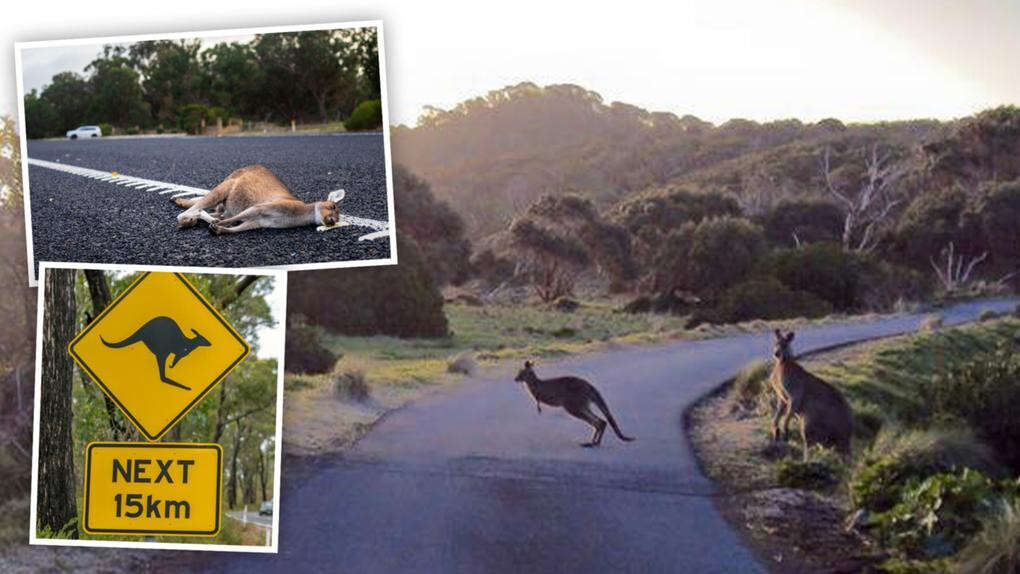 Worst place for animal collisions in WA will shock you