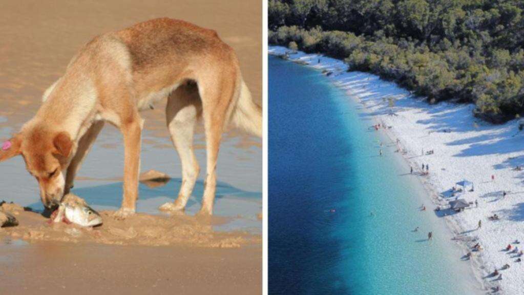 Major call after kids attacked by dingoes