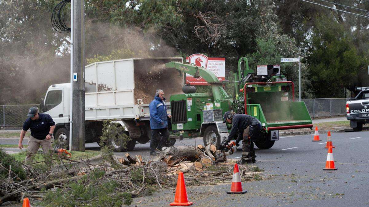 Horror as man killed after tree falls on car