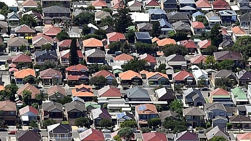 Free trees to green up and cool Sydney