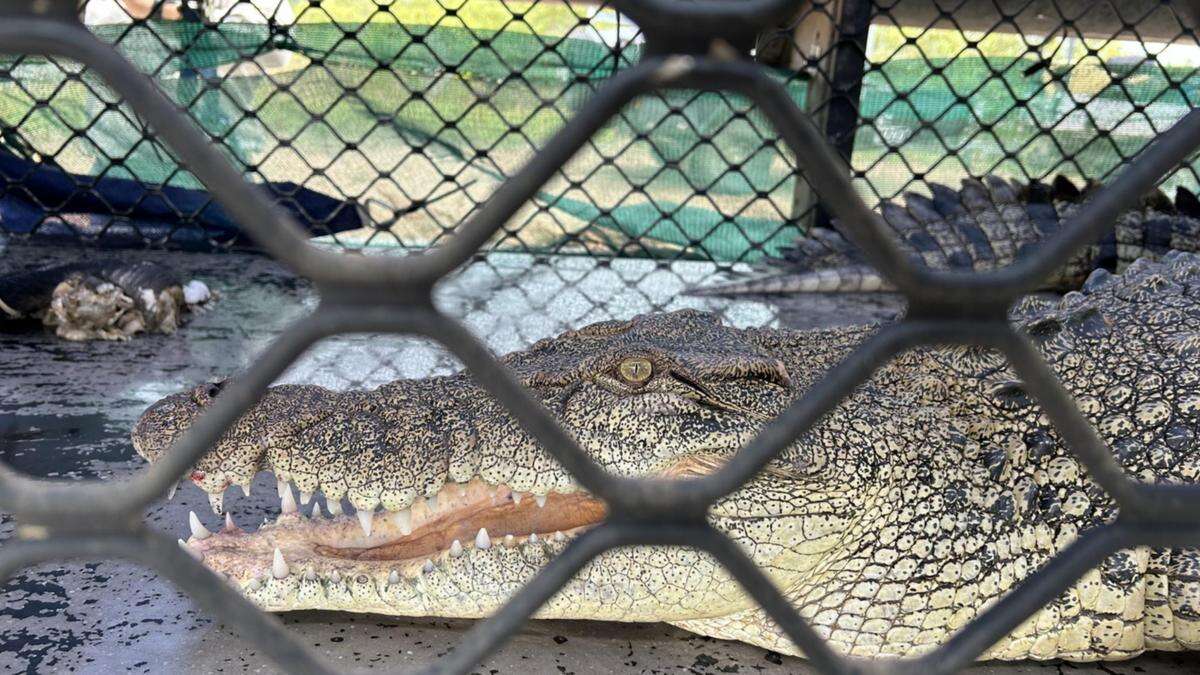 ’Dangerous’ croc removed from wild