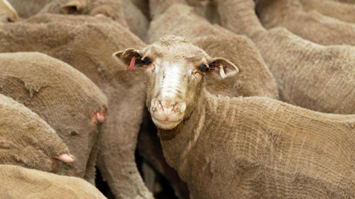 Timeline for live sheep export phase-out to be released