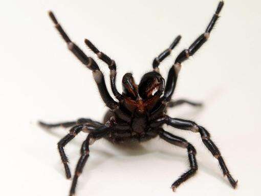 Boy bitten by highly toxic spider