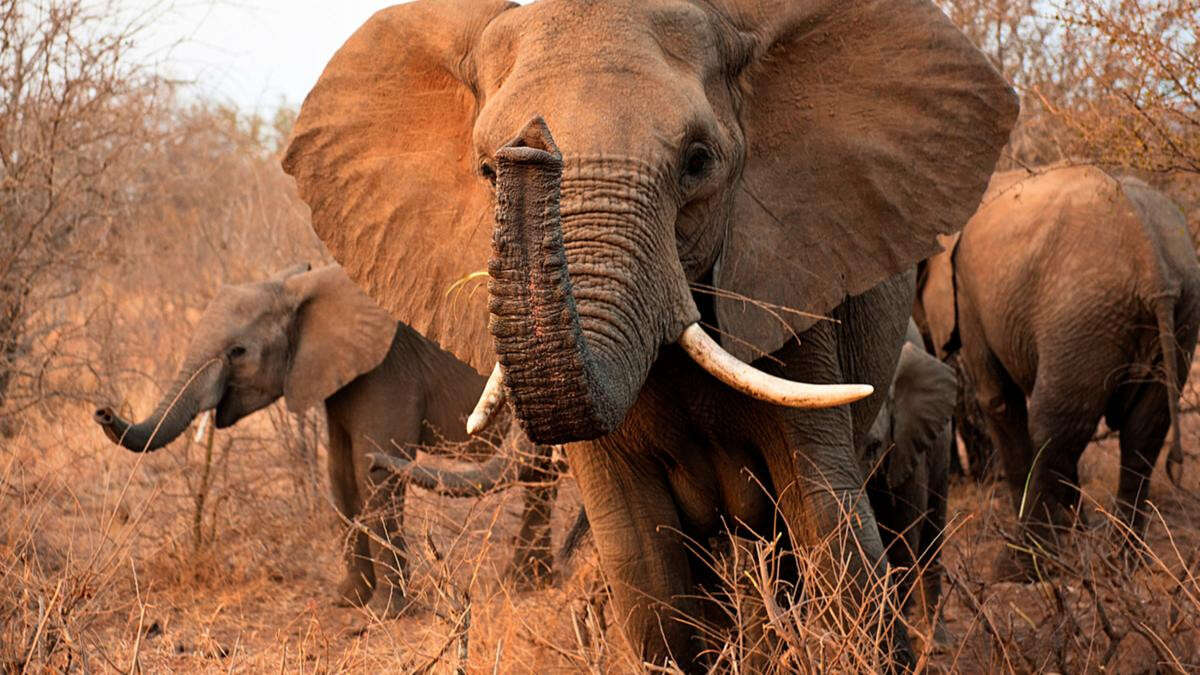 Tourist killed by elephant while trying to save grandson