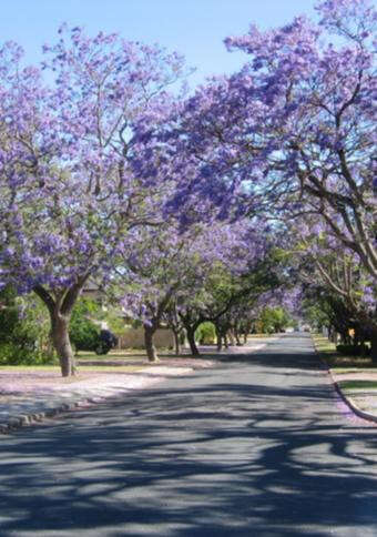 Perth Now exclusiveMajor update on fight to save famed Applecross trees