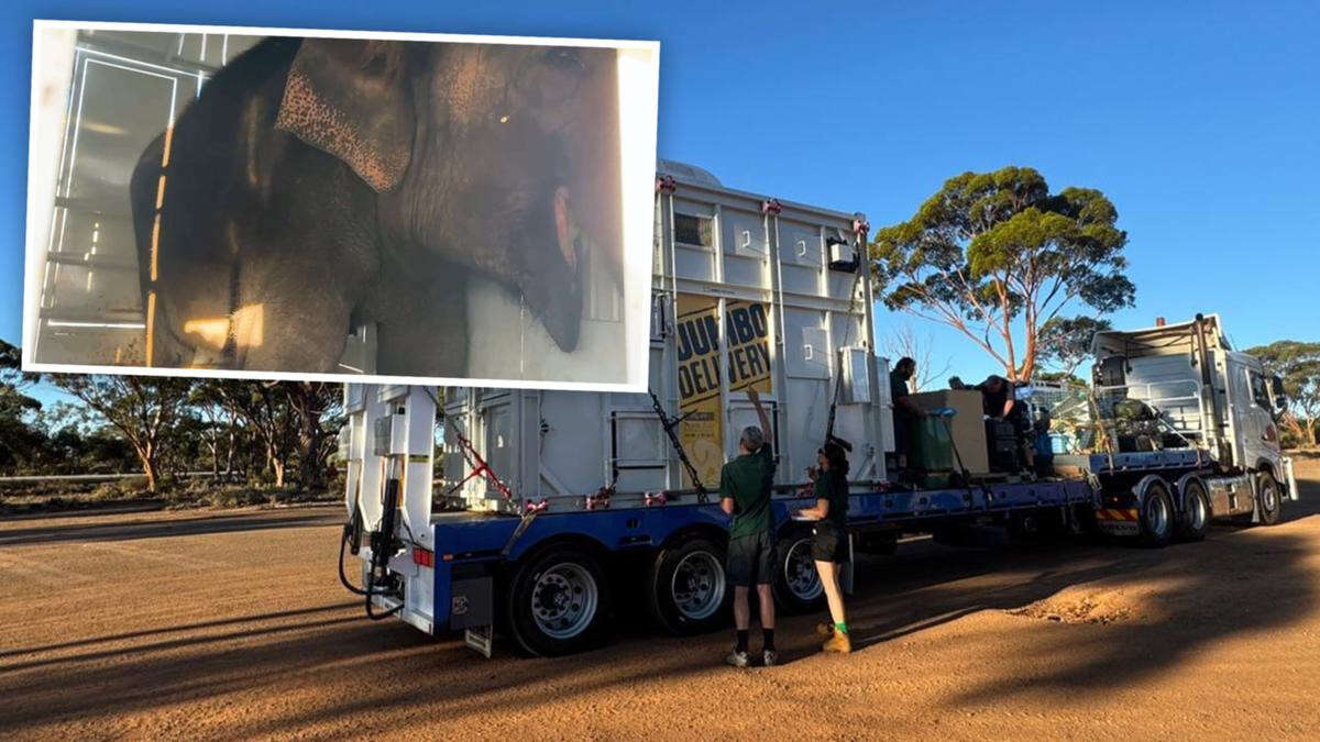 It’s official! Much-loved elephant Permai has left WA