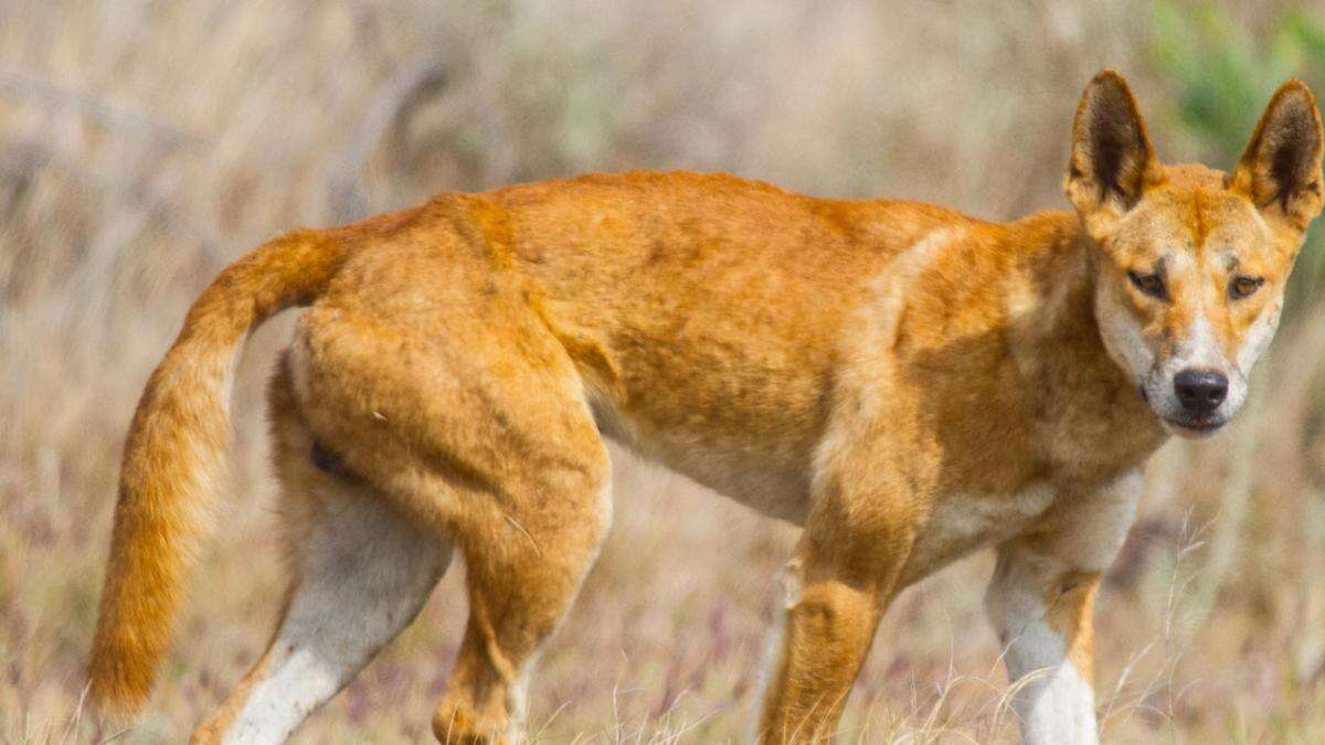 Toddler savagely attacked by dingo