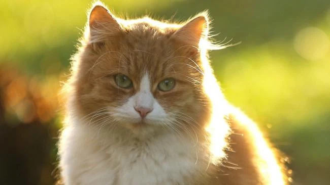 Humans could be talking to animals in 12 months with help from AI