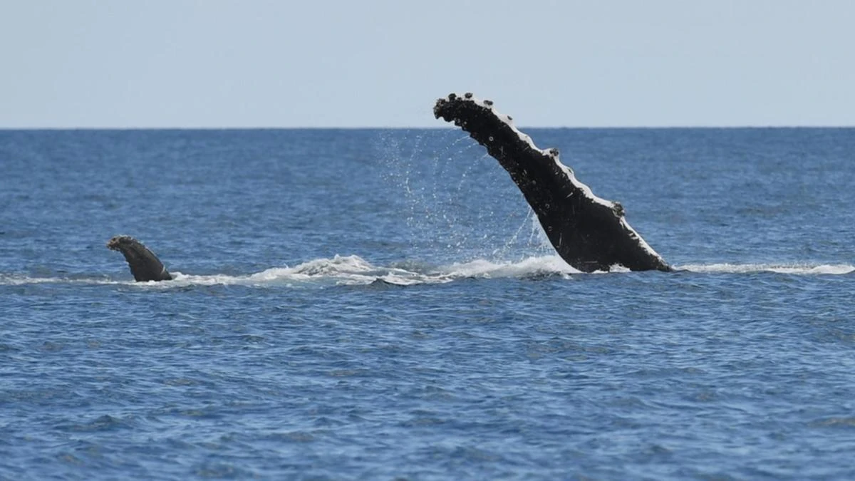Marine heatwave might have caused whale decline: study