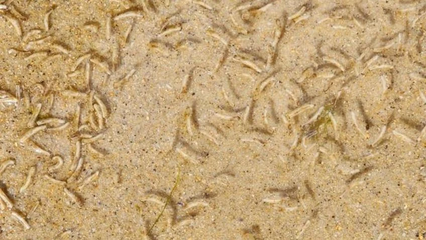 Beach pool closed over ‘gross’ discovery