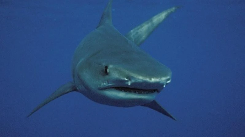 Woman attacked by shark at Jurien Bay beach