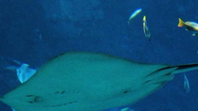 Global warming is making fish shrink