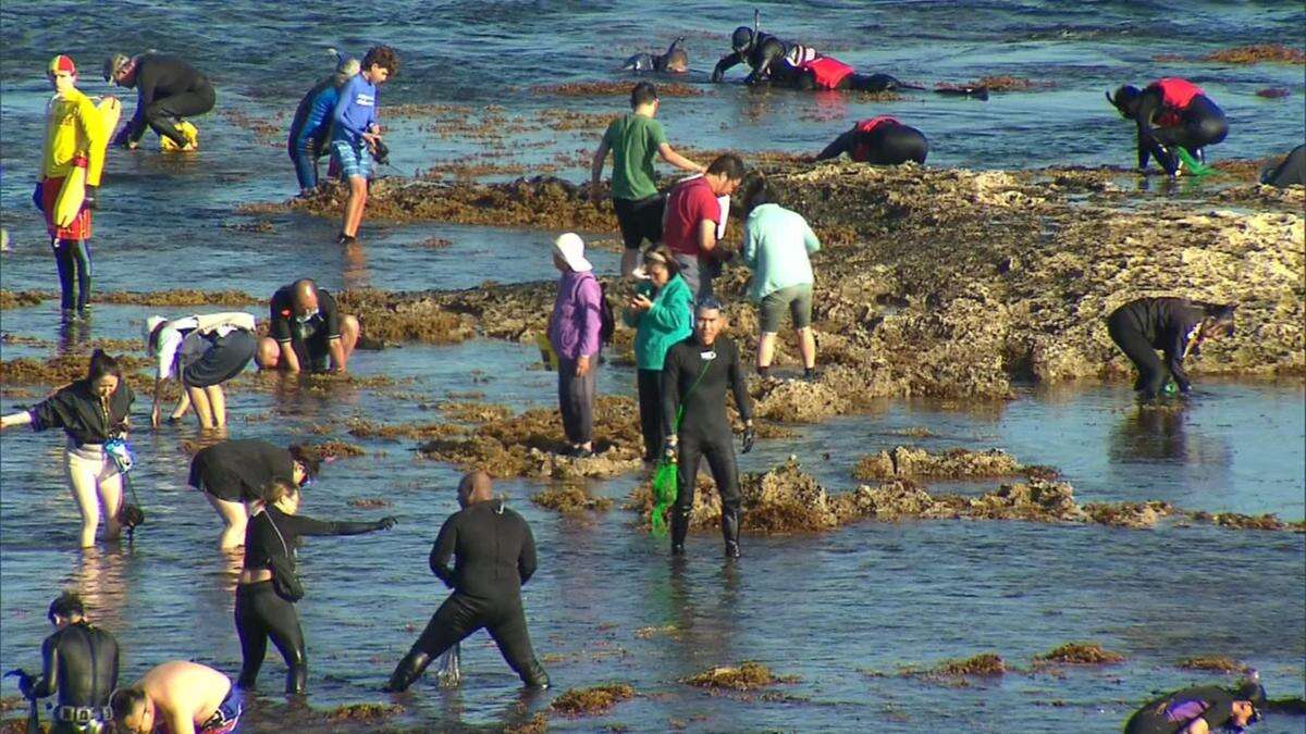 Abalone fishing to return to WA region in 13-year first