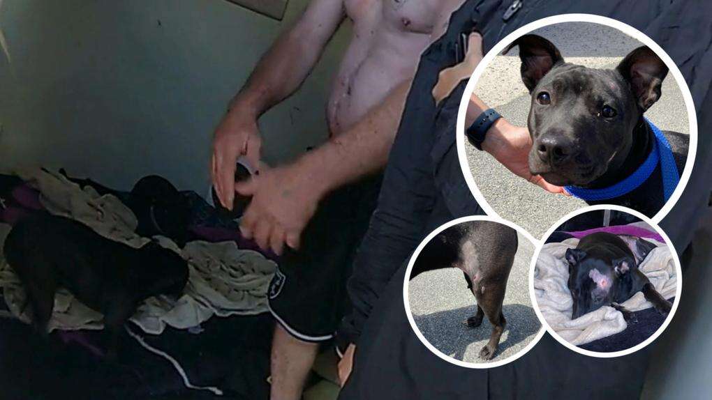 The horrifying reason why Perth man banned from owning pets