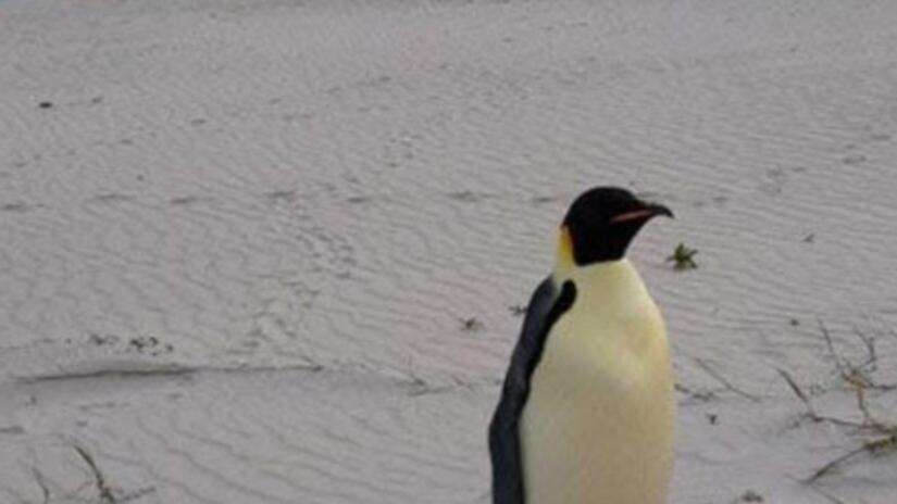 Family’s surprise discovery on WA beach