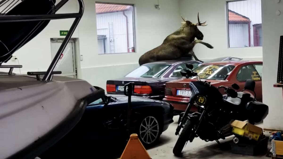 Two classic BMWs damaged by moose on the loose in dealership