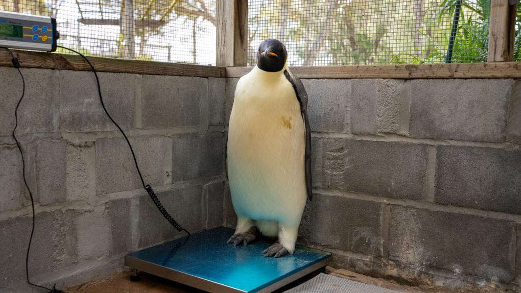 Malnourished Antarctic penguin that swam to WA on the mend