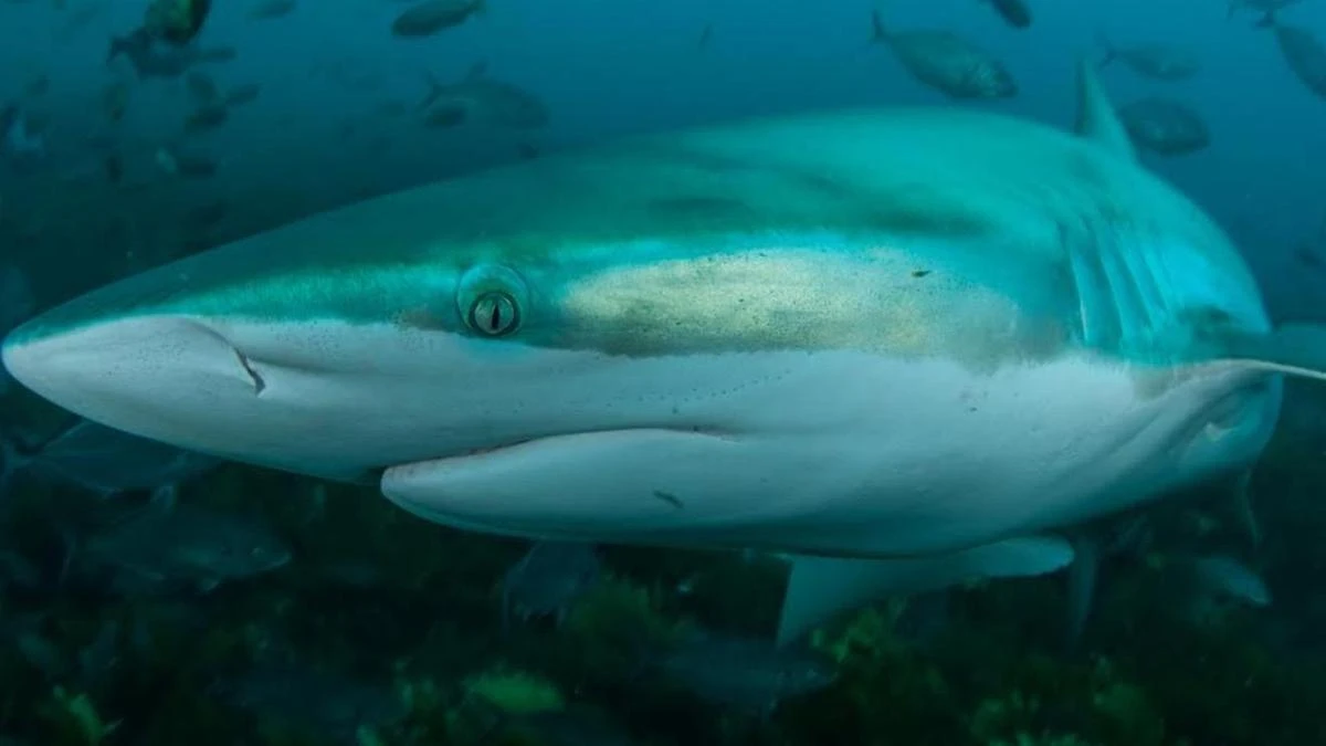 Boy describes horror WA shark attack