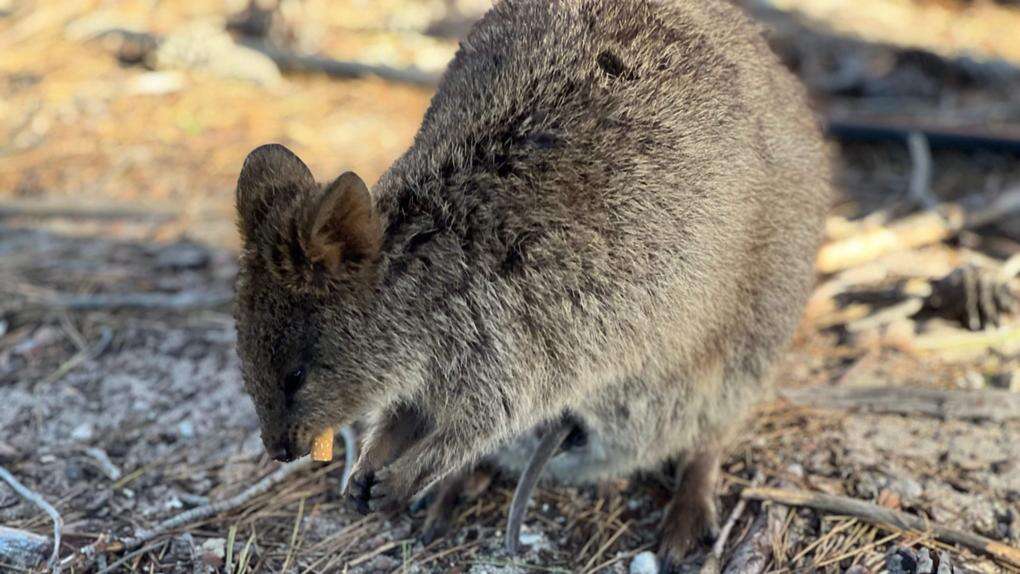 Perth Now exclusive‘Deeply saddened’: Quokka seen eating a cigarette on Rotto