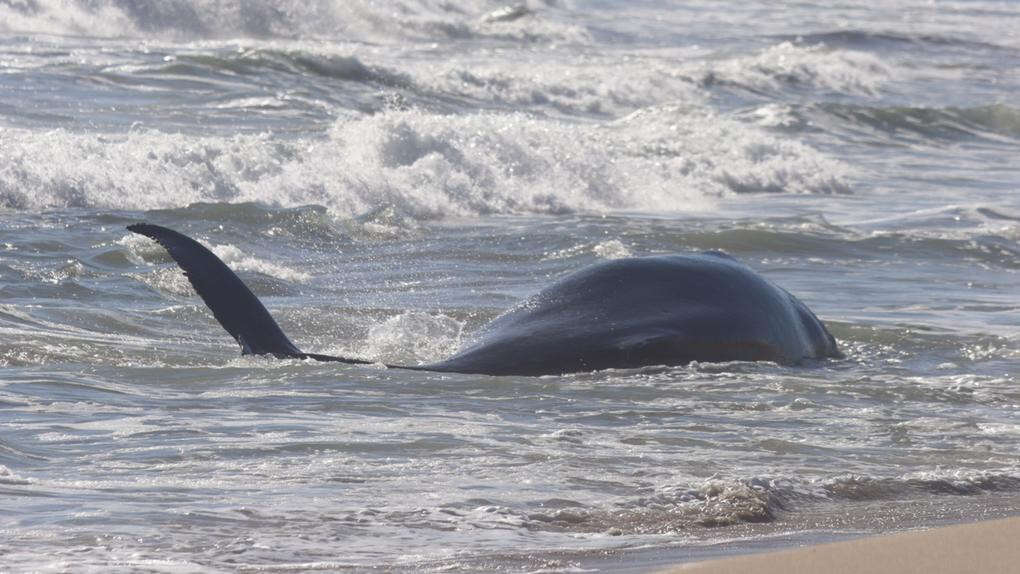 Dead whale calf forces shut popular WA beach