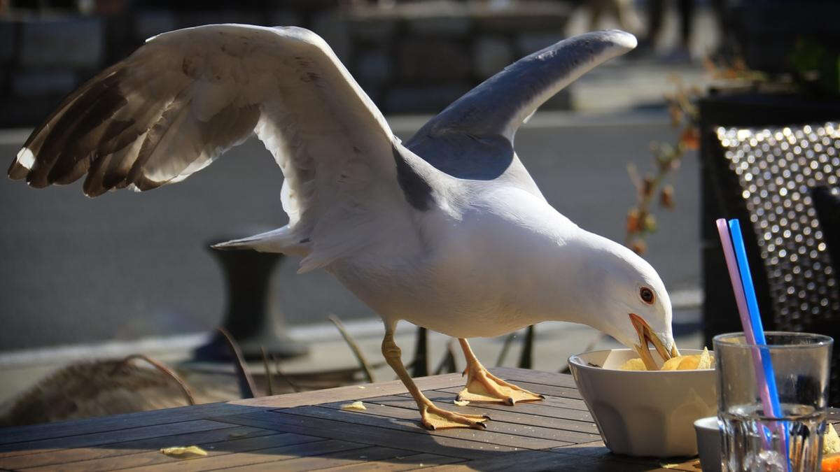 Man’s horrific act after seagull steals daughter’s hot chips